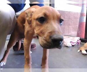 German Shepherd Dog-Unknown Mix Dogs for adoption in Tulsa, OK, USA