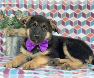 German Shepherd Dog Puppy for sale in LANCASTER, PA, USA