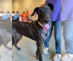 Small Photo #2 Great Dane Puppy For Sale in Wheaton, IL, USA