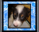 Small Photo #9 Cowboy Corgi Puppy For Sale in GALLEGOS, NM, USA