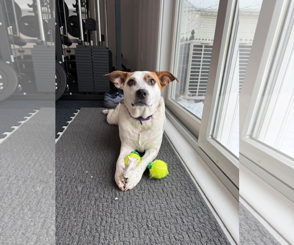 Medium Photo #14 Mutt Puppy For Sale in Boonton, NJ, USA