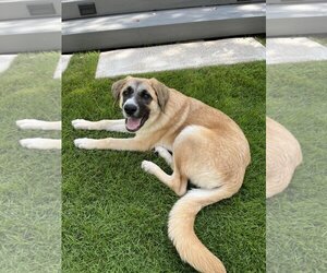 Anatolian Shepherd Dogs for adoption in Bend, OR, USA