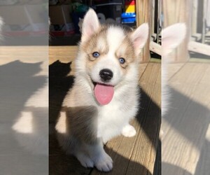 Pomsky Puppy for sale in SAVOY, MA, USA