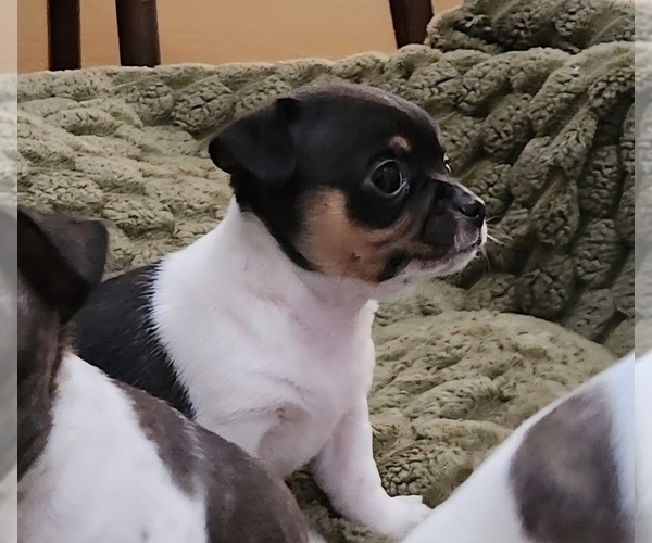 Medium Photo #5 Chihuahua Puppy For Sale in RUSTBURG, VA, USA