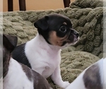 Small #4 Chihuahua
