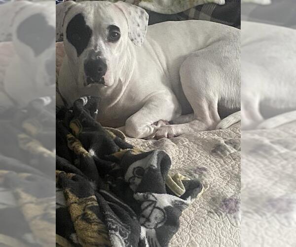 Medium Photo #1 American Staffordshire Terrier-Unknown Mix Puppy For Sale in San Antonio, TX, USA