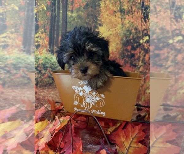 Medium Photo #1 Yorkshire Terrier Puppy For Sale in WILLISTON, SC, USA