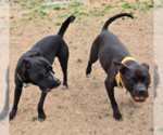 Small #3 American Staffordshire Terrier-Labrador Retriever Mix