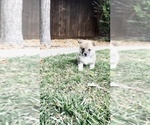 Small Photo #126 Pembroke Welsh Corgi Puppy For Sale in SOULSBYVILLE, CA, USA