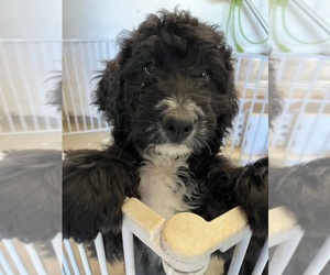 Bernedoodle Puppy for sale in RENO, NV, USA