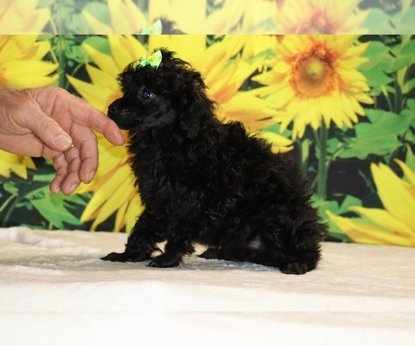 Medium Photo #13 Poodle (Toy) Puppy For Sale in DYERSBURG, TN, USA