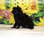 Melina - Female Poodle (Toy) Puppy for Sale - Photo #13