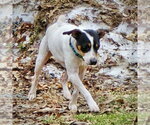 Small #1 Rat Terrier Mix