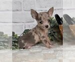 Small #2 Chihuahua