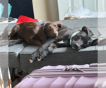 Small #2 American Pit Bull Terrier
