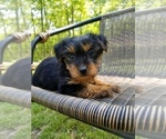 Small Photo #5 Yorkshire Terrier Puppy For Sale in MCMINNVILLE, TN, USA