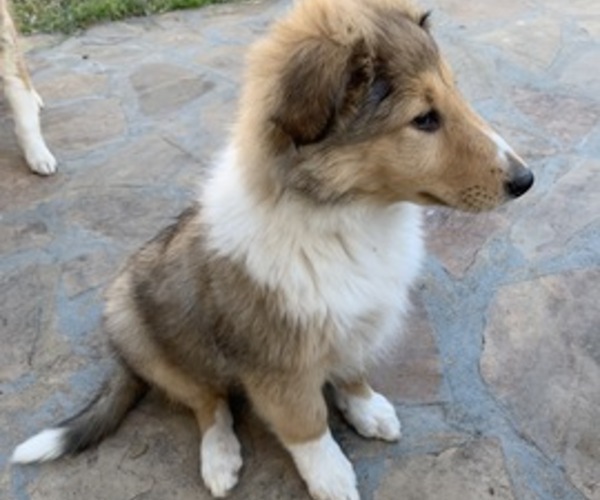 Medium Photo #2 Collie Puppy For Sale in DURHAM, NC, USA