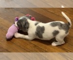 Small #2 German Hunting Terrier-Lowchen Mix