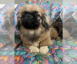Medium Pekingese
