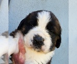 Small #5 Saint Bernard