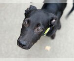 Small #1 Labrador Retriever Mix