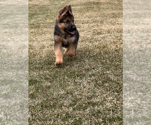 German Shepherd Dog Puppy for sale in WESTBY, WI, USA