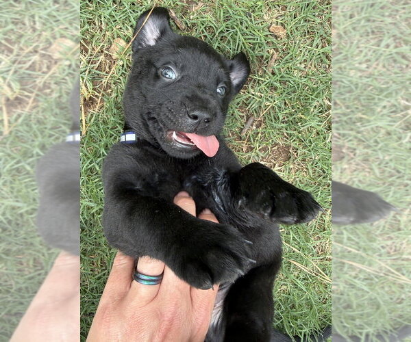 Medium Photo #6 Labrador Retriever-Unknown Mix Puppy For Sale in OKLAHOMA CITY, OK, USA