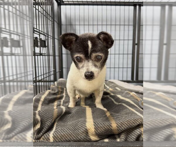 Medium Photo #6 Chihuahua-Unknown Mix Puppy For Sale in Jefferson, NJ, USA