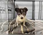 Small #5 Chihuahua Mix