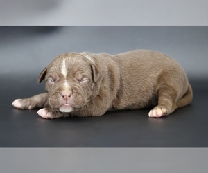 American Bully Puppy for sale in CHAMPAIGN, IL, USA