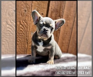 American Bulldog Puppy for sale in OJAI, CA, USA