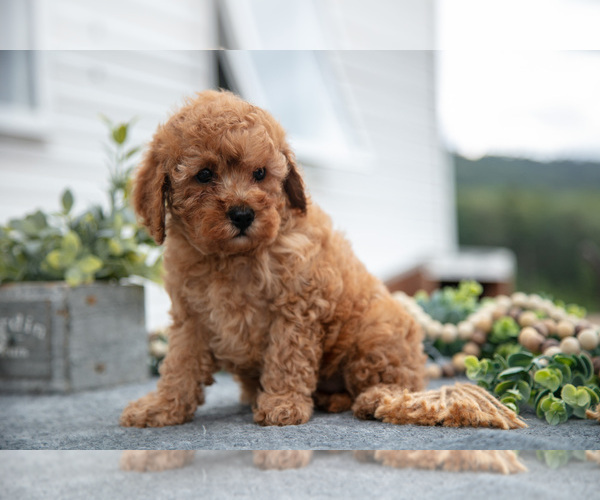 Medium Photo #3 Cavapoo Puppy For Sale in LYKENS, PA, USA