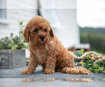 Small #2 Cavapoo