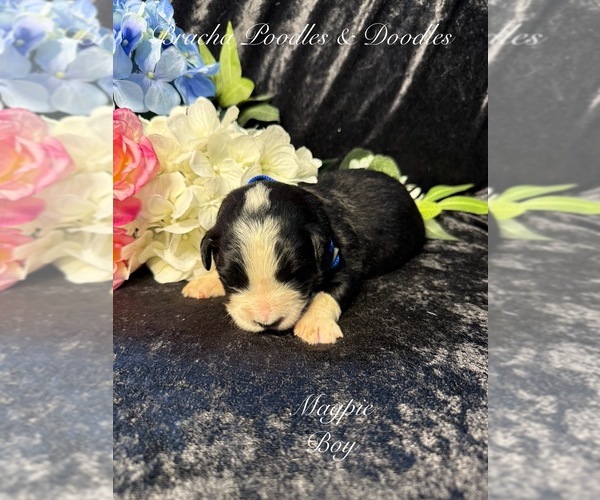 Medium Photo #7 Golden Mountain Doodle  Puppy For Sale in SAINT CLOUD, MN, USA