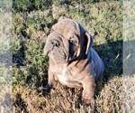 Small Photo #7 Victorian Bulldogge Puppy For Sale in GREEN FOREST, AR, USA
