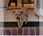 Small #1 Shepradors