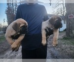 Small Boerboel