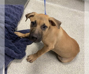 Black Mouth Cur-Unknown Mix Dogs for adoption in Tallahassee, FL, USA