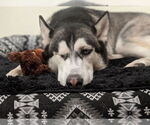 Small #1 Siberian Husky