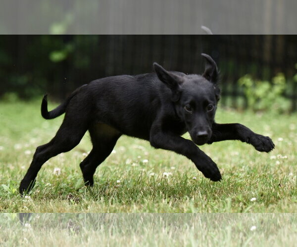 Medium Photo #3 German Shepherd Dog-Retriever  Mix Puppy For Sale in Mechanicsburg, PA, USA