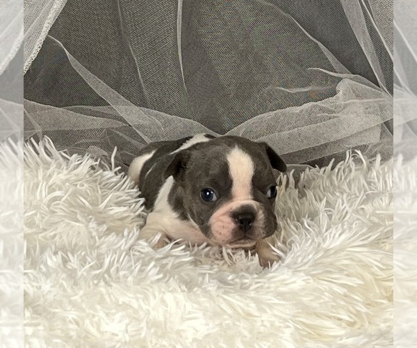 Medium Photo #10 French Bulldog Puppy For Sale in MILLVILLE, MN, USA