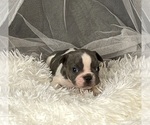 Small #9 French Bulldog