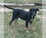 Small #2 German Shepherd Dog Mix