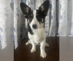 Small #56 Aussie-Corgi