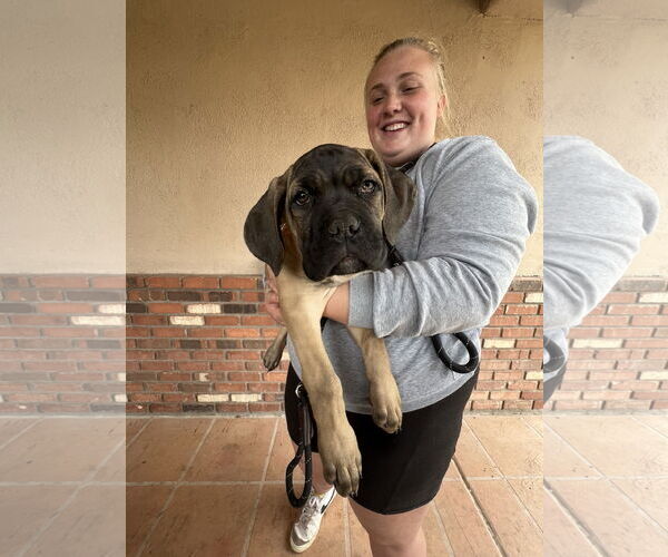 Medium Photo #2 Mutt Puppy For Sale in Goodyear, AZ, USA