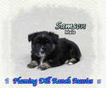 Image preview for Ad Listing. Nickname: Samson