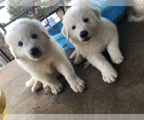 Medium Photo #11 Great Pyrenees Puppy For Sale in CLEBURNE, TX, USA