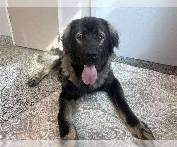 Medium Photo #4  Puppy For Sale in , 