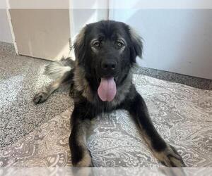 Leonberger Dogs for adoption in Vaughan, Ontario, Canada