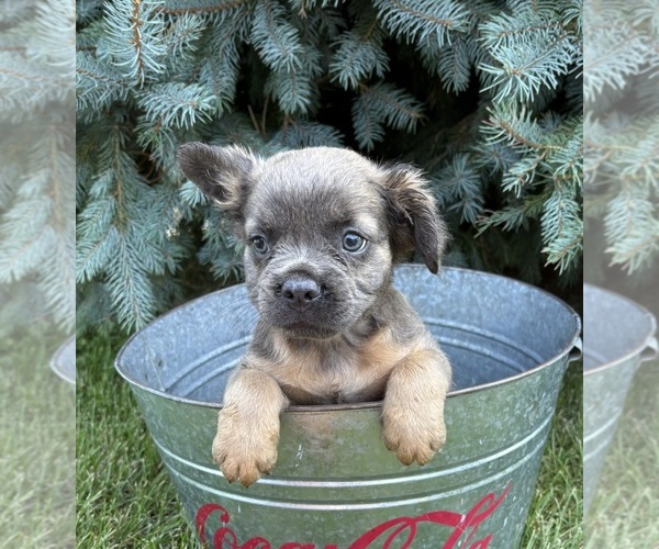 Medium Photo #3 French Bulldog Puppy For Sale in MIDDLEBURY, IN, USA